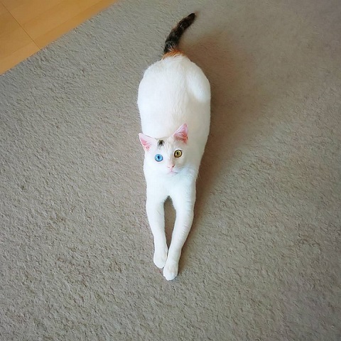 オッドアイ