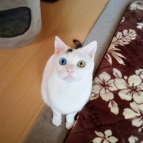 オッドアイ