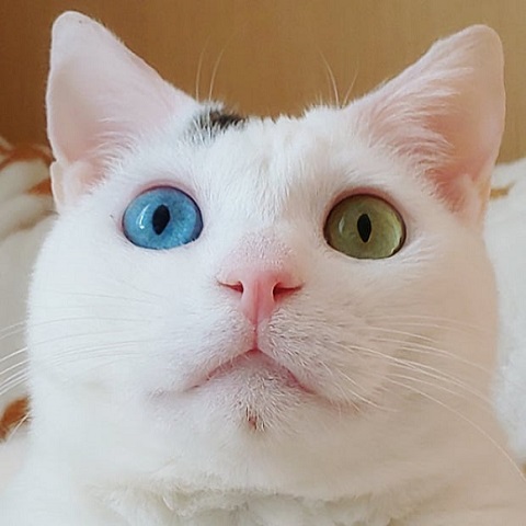オッドアイ