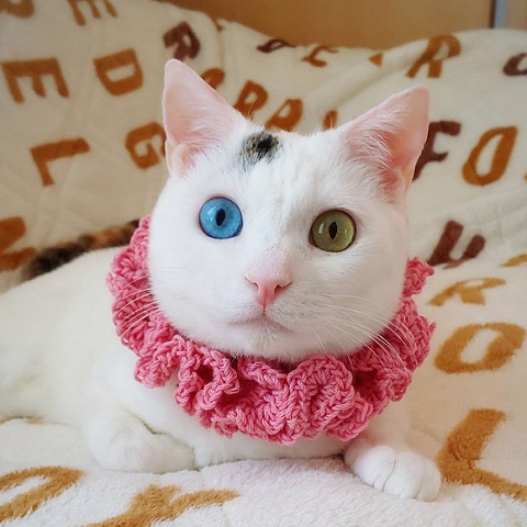 オッドアイ