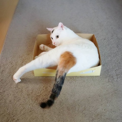 オッドアイ