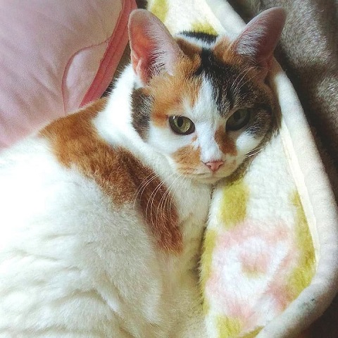 オッドアイ