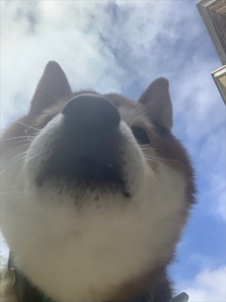 柴犬めろんの日記