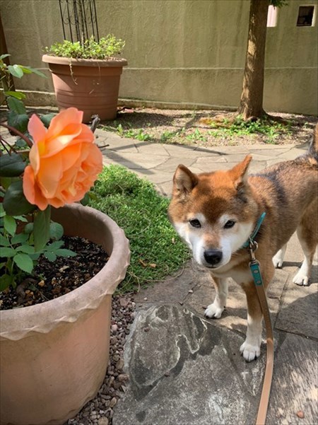 柴犬めろんの日記