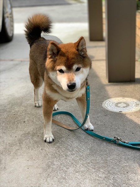 柴犬めろんの日記
