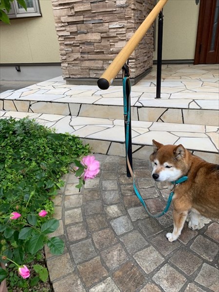 柴犬めろんの日記