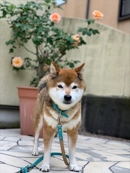 柴犬めろんの日記