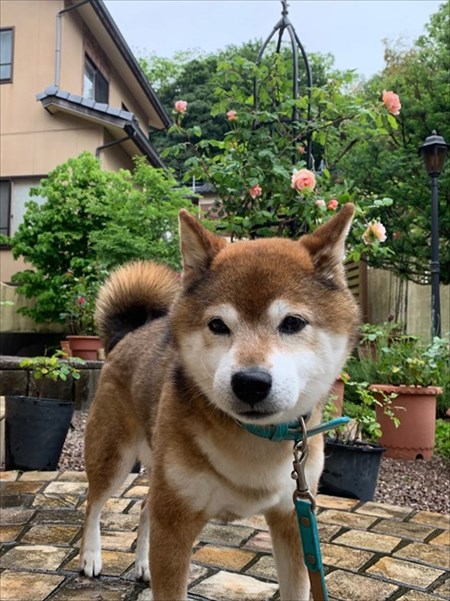 柴犬めろんの日記