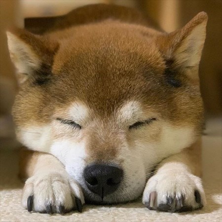 柴犬めろんの日記