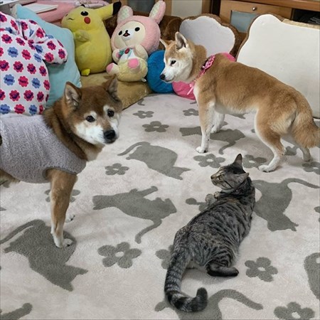 柴犬めろんの日記