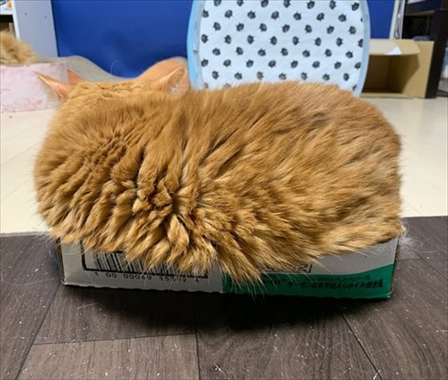 マンチカンズと仲間たち