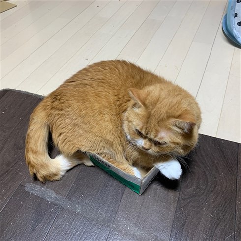 マンチカンズと仲間たち