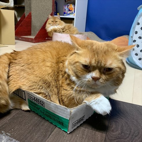 マンチカンズと仲間たち