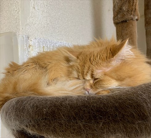 マンチカンズと仲間たち