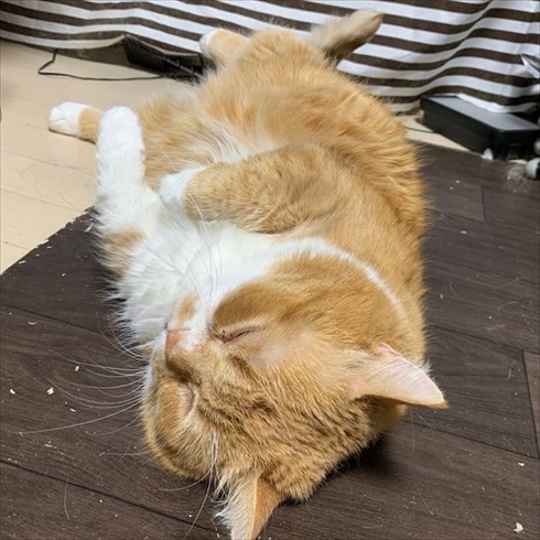 マンチカンズと仲間たち