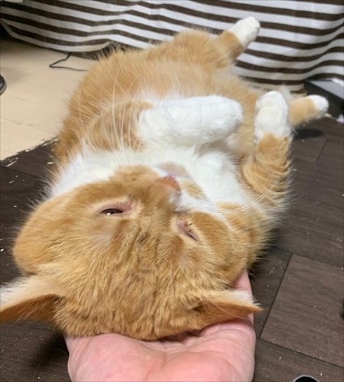 マンチカンズと仲間たち