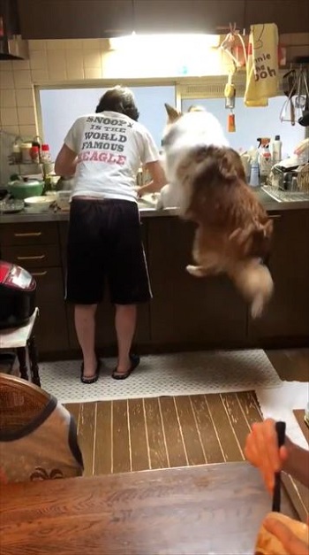 ジャンプするワンコ