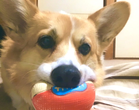 もっちもっちボール