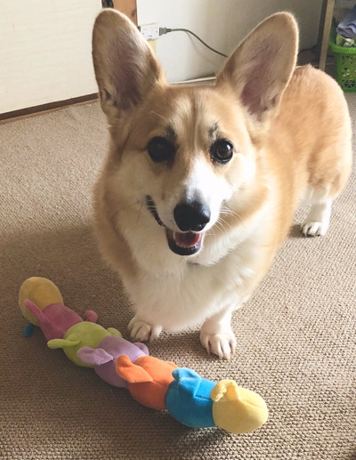 いもむしおもちゃも大好き