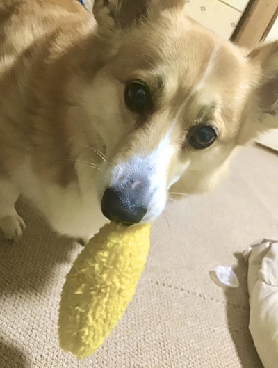 エビ天のおもちゃも