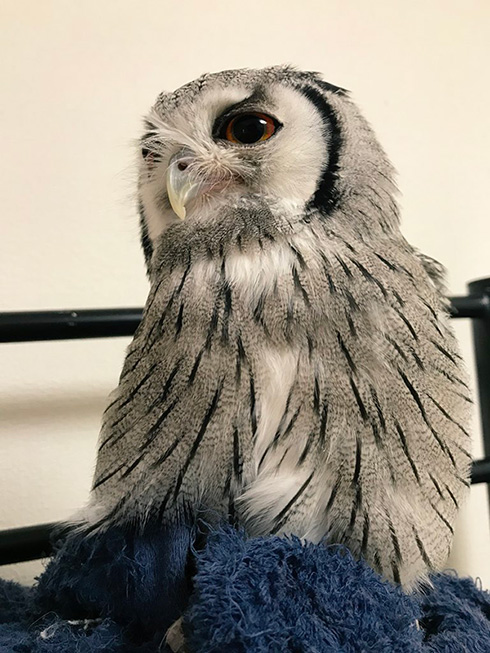 こねぎともえぎさん