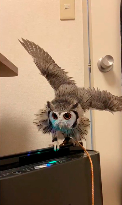 こねぎともえぎさん