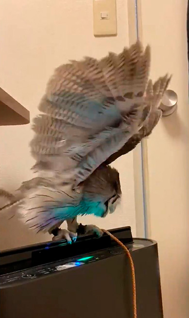 こねぎともえぎさん