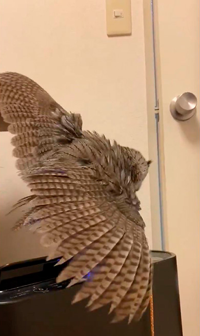 こねぎともえぎさん