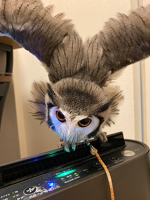 こねぎともえぎさん