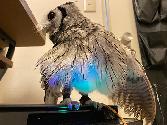 こねぎともえぎさん