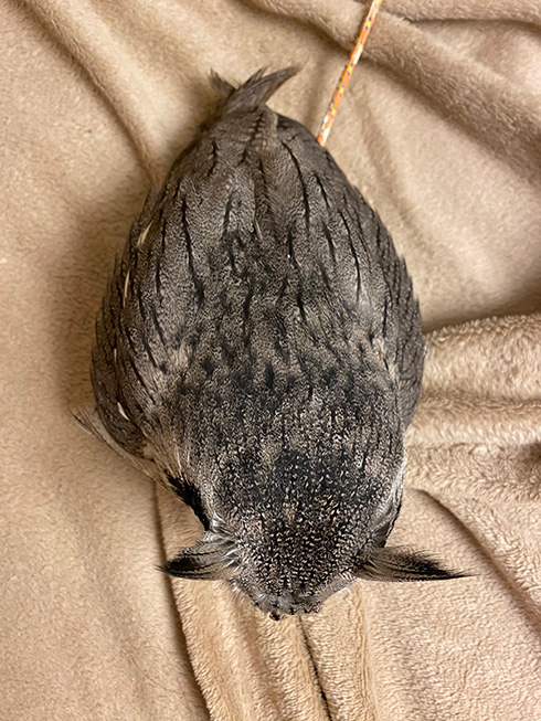 こねぎともえぎさん