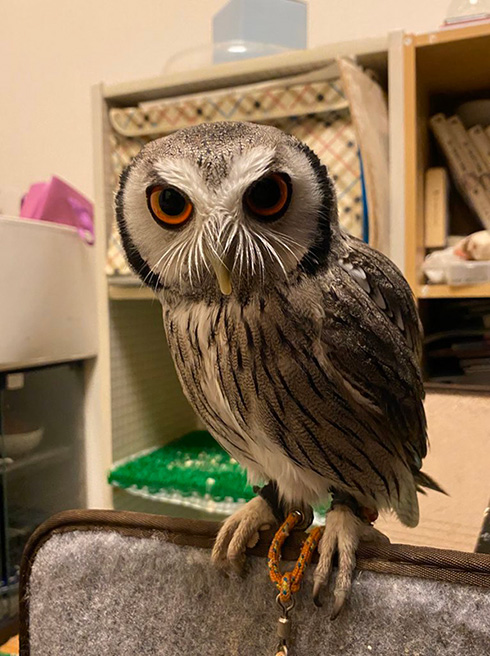 こねぎともえぎさん