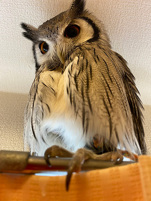 こねぎともえぎさん