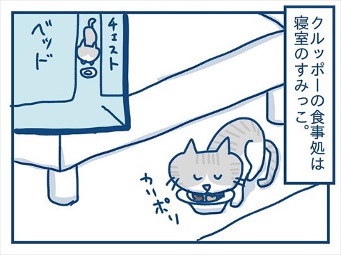 ここで食べたいと主張する猫ちゃん