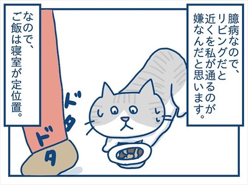 ここで食べたいと主張する猫ちゃん