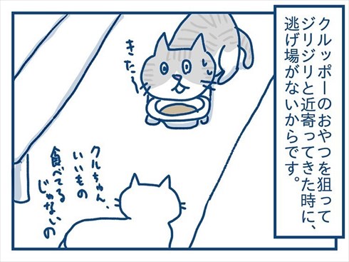 ここで食べたいと主張する猫ちゃん