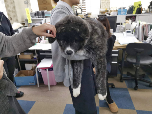 熊感のあるリュウくん