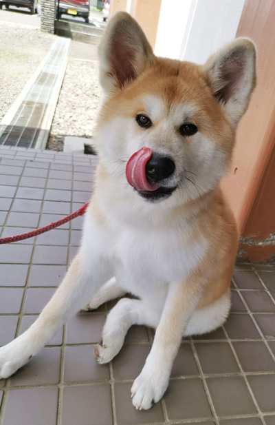 べろ出し秋田犬の子犬