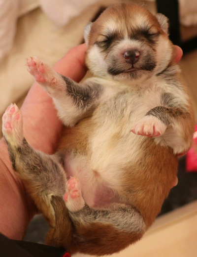 ほやほやの子犬