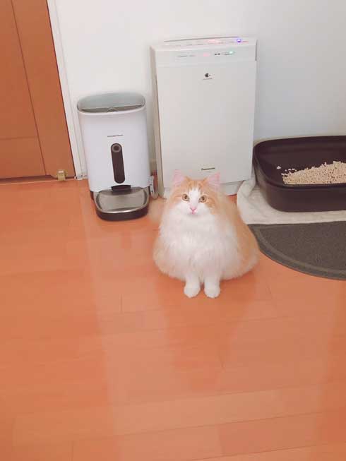 ふさふさ