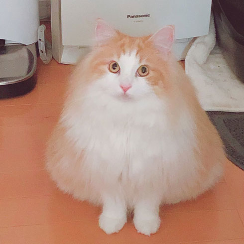 焼きおにぎり 猫 今朝助けていただいた ノルウェージャン