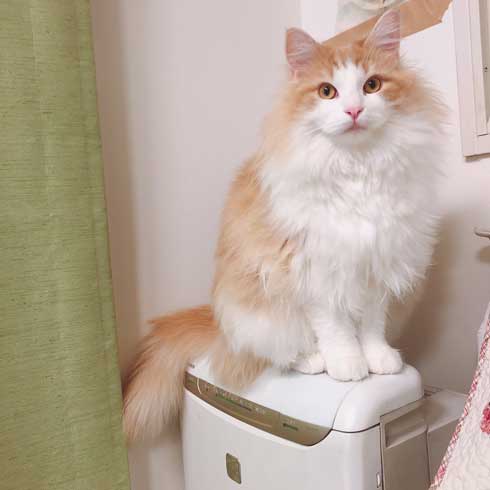 焼きおにぎり 猫 今朝助けていただいた ノルウェージャン