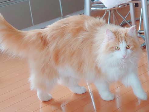 焼きおにぎり 猫 今朝助けていただいた ノルウェージャン