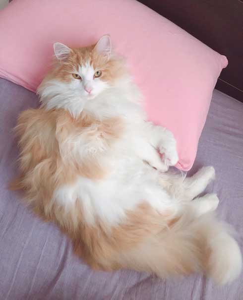 焼きおにぎり 猫 今朝助けていただいた ノルウェージャン