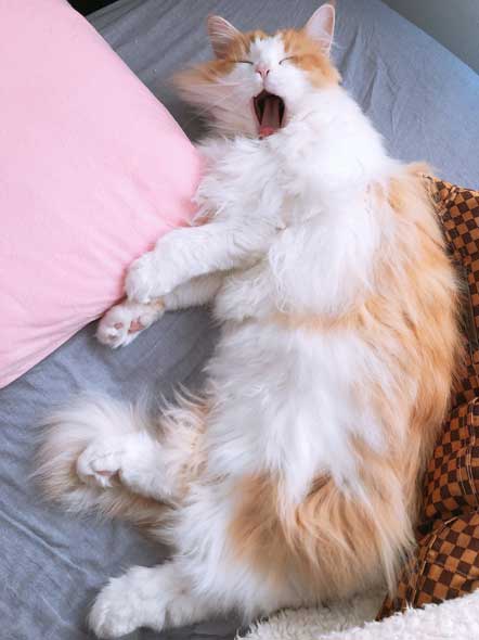 焼きおにぎり 猫 今朝助けていただいた ノルウェージャン