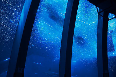 「発想がすごい」「きれいすぎて感動」　星空と星座が観察できる水族館がロマンチック
