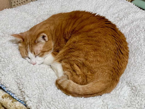 猫 眠い 下僕になでさせてあげないと やさしい