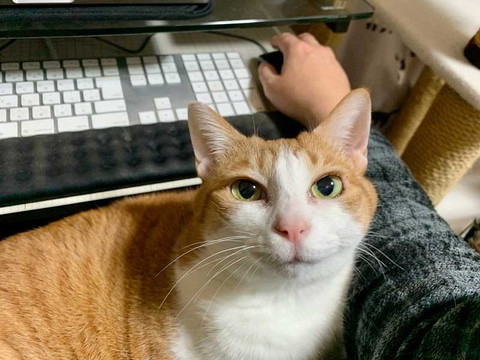 猫 眠い 下僕になでさせてあげないと やさしい