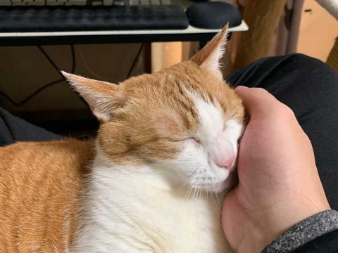 猫 眠い 下僕になでさせてあげないと やさしい