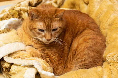 猫 眠い 下僕になでさせてあげないと やさしい